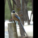 … noch so ein seltsamer Vogel (eine Blauelster)